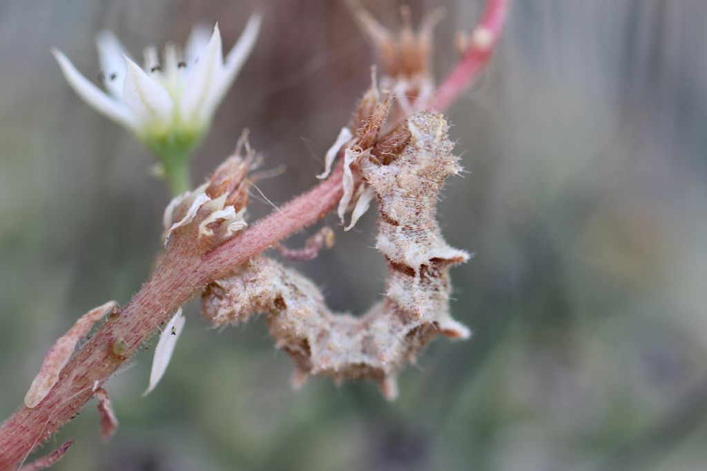 Charissa variegata?